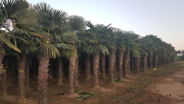 Hanfpalmen Trachycarpus Fortunei Gesamthöhe Palme ca. 350-450 cm Stammhöhe ca. 240-260 cm