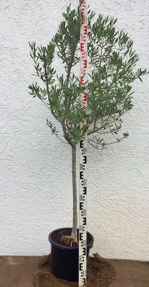 Olivenbaum Olea Europeas