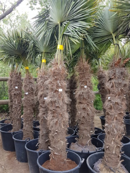 Hanfpalmen Trachycarpus Fortunei Gesamthöhe Palme ca. 210-230 cm-Stammhöhe ca. 150 cm