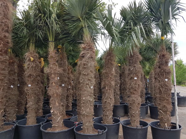 Hanfpalmen Trachycarpus Fortunei Gesamthöhe Palme ca. 240-260 cm Stammhöhe ca. 180 cm