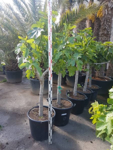 Feigenbaum Ficus Carica, Gesamthöhe mit Topf ca. 160-180 cm, Frosthart -12 Grad