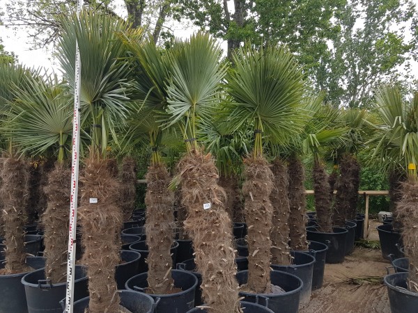 Hanfpalmen Trachycarpus Fortunei Gesamthöhe Palme ca. 180-200 cm-Stammhöhe ca. 120 cm