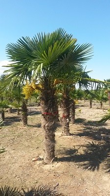 Hanfpalmen Trachycarpus Fortunei Gesamthöhe Palme ca. 320-360 cm Stammhöhe ca.200-220 cm