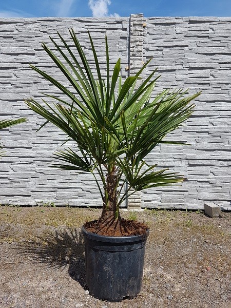 Hanfpalmen Trachycarpus Fortunei Gesamthöhe ca. 60-80 cm
