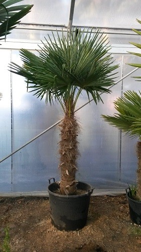 Hanfpalmen Trachycarpus Fortunei Gesamthöhe Palme ca. 130-160 cm Stammlänge ca. 80-100 cm