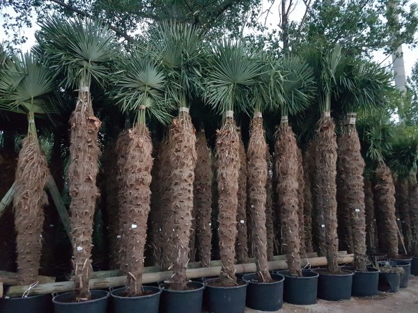 **Hanfpalmen Trachycarpus Fortunei Gesamthöhe Palme ca. 450-500 cm Stammhöhe ca. 280-300 cm