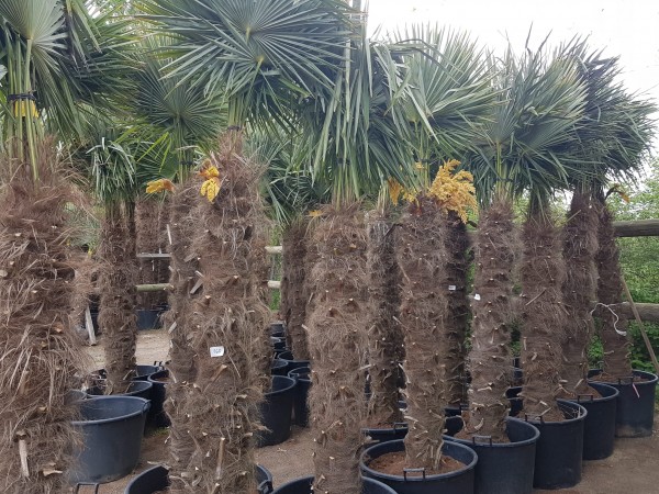 Hanfpalmen Trachycarpus Fortunei Gesamthöhe Palme ca. 260-290 cm Stammhöhe ca. 160 cm